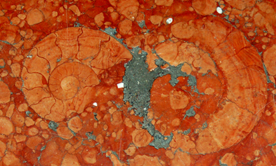 ammonites