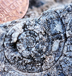 Triassic ammonite from Southern California