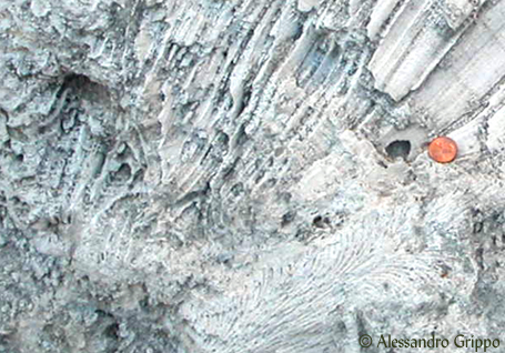 a fossil coral from Florida's Keys