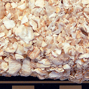 Coquina