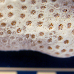 Fossiliferous Limestone
