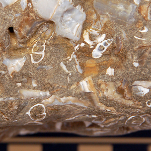 Fossiliferous Limestone