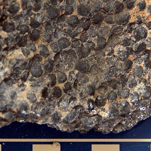 Oolite (Limestone)